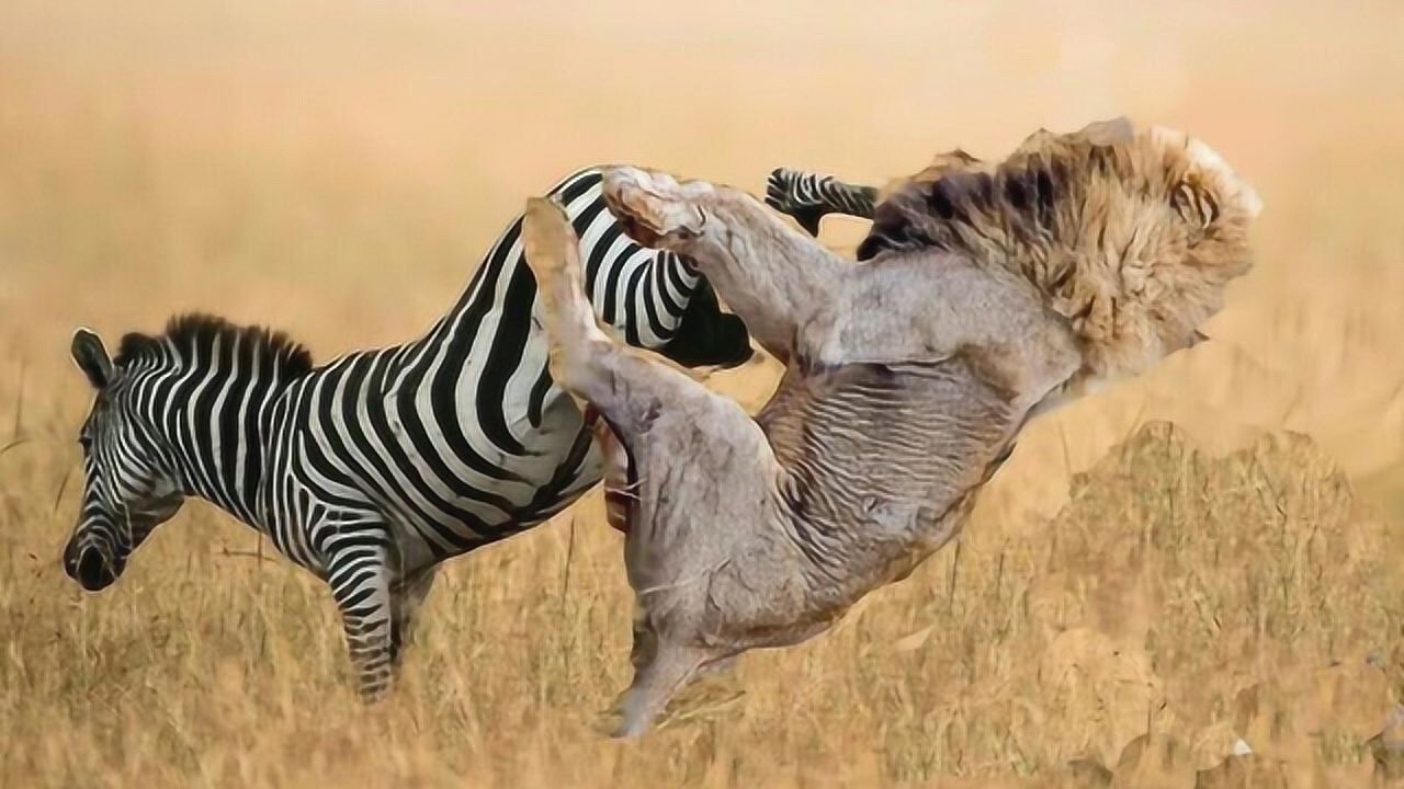 关于精彩绝伦:足球赛事中的绝地反击的信息 关于精彩绝伦:足球赛事中的绝地反击的信息